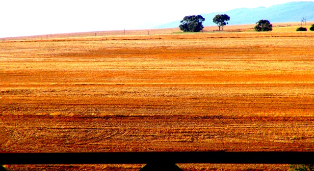 grain fields near Caledon
