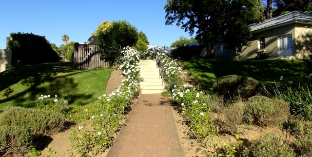 white roses at Caledon Spa