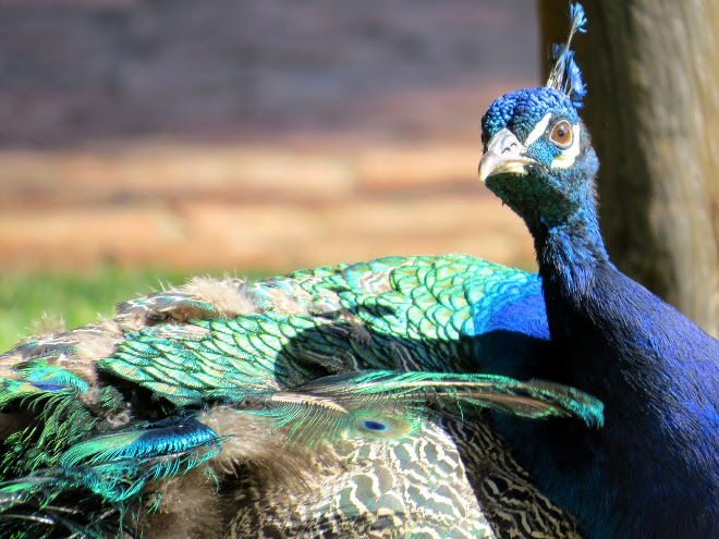 peacock strutting its stuff at the Cape Town Ostrich Ranch