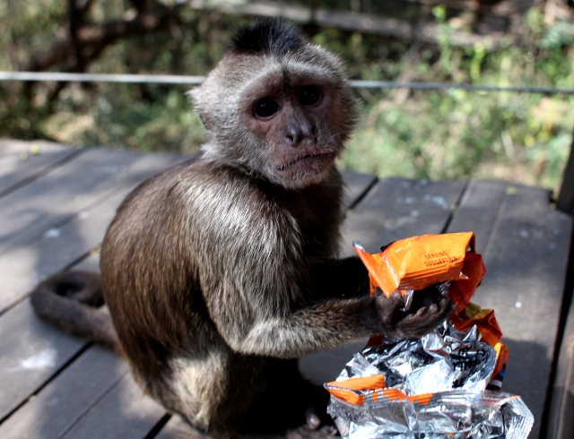 Apie at the Monkey Sanctuary