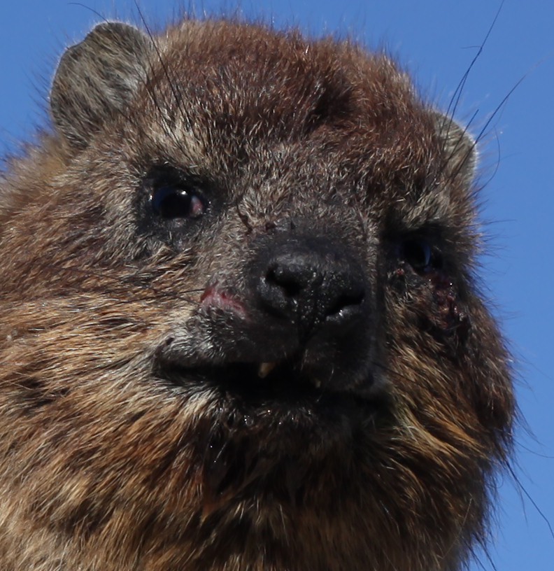 Dassie at the sea near The Windsor Hotel