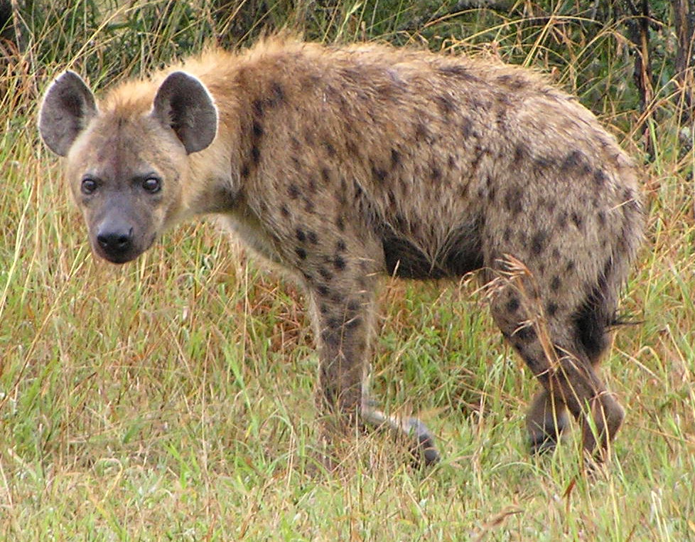 hyena in Umfolozi Reserve