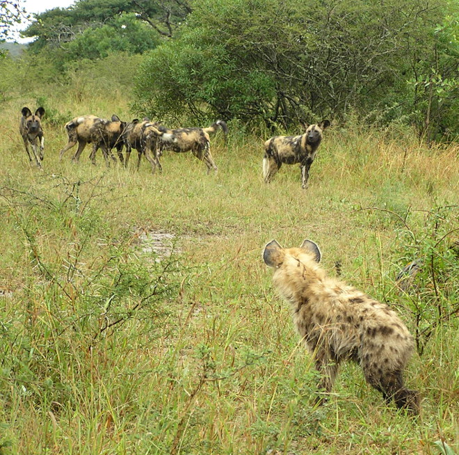 wild dogs and a hyena 