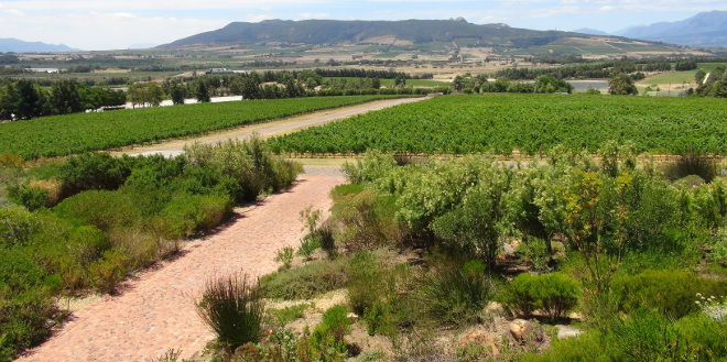 View of Paarl Mountain from Glen Carlou Wine Estate