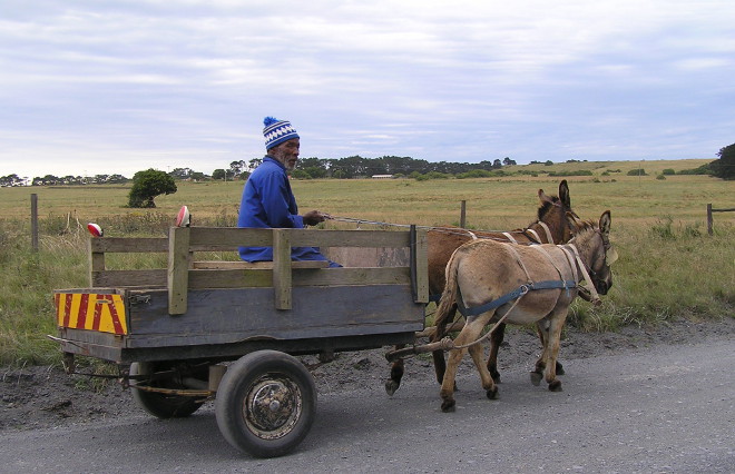 donkey cart in the Eastern Cape