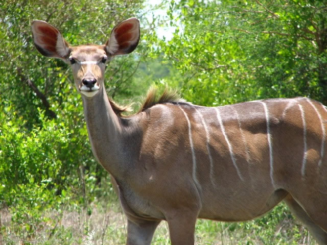 Kudo with big ears in the Kruger National Park
