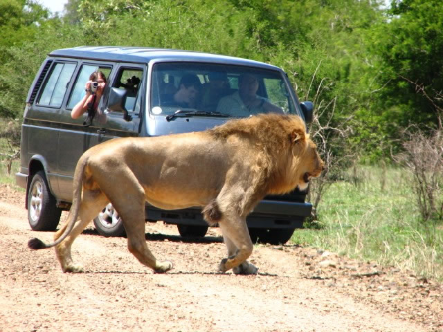 lion photorgapher in the Kruger National Park