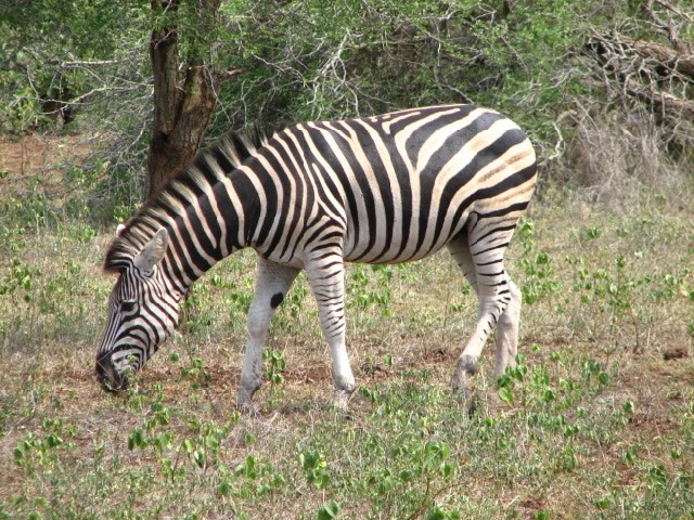 Zebra grazing in the Kruger National Park