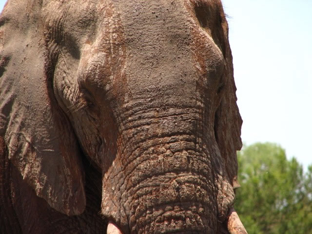 closeup of an elephant in the Kruger National Park