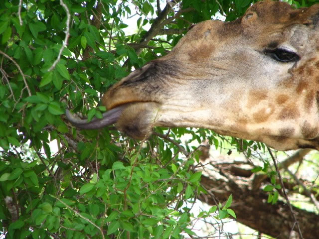 tongue of a Giraffe