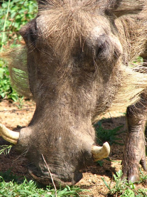 closeup of a Warthog in the Kruger National Park