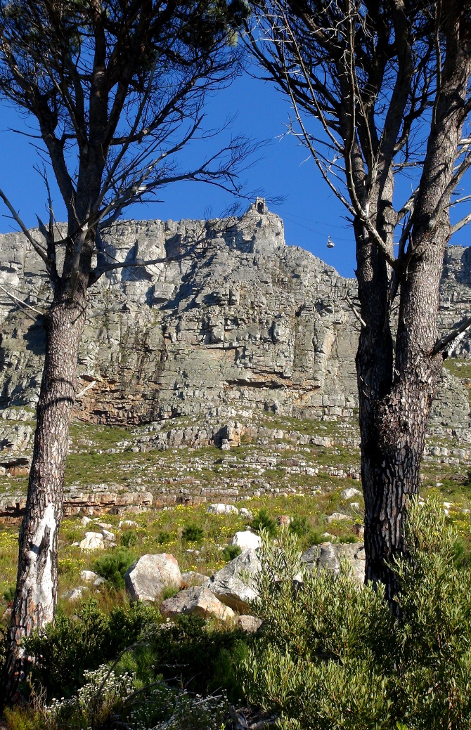 Table Mountain upper cable car station viewed through trees