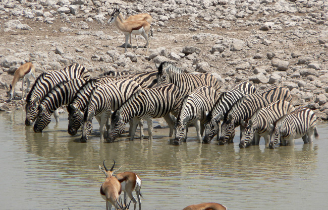 zebra at a watering hole in Namibia