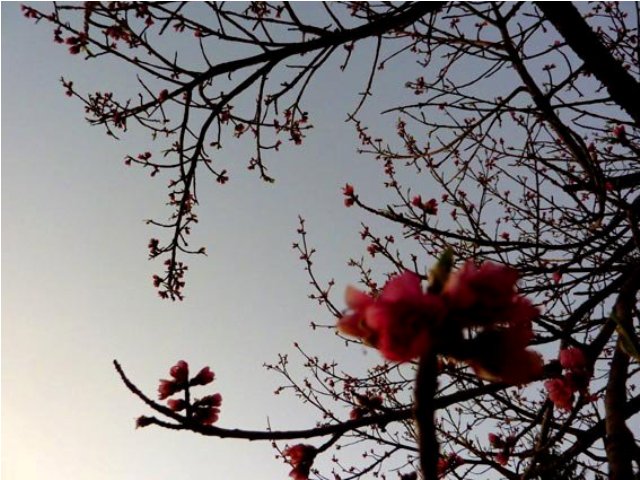 Clarens cherry blossoms
