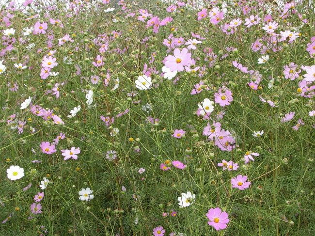 Cosmos growing wild in the Gauteng Province of South Africa