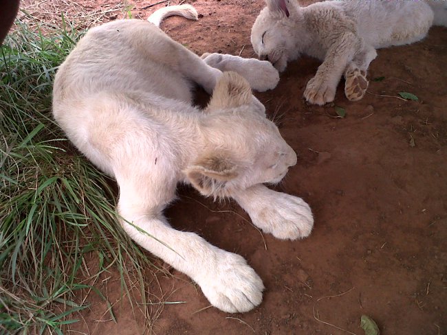 lion cubs at the Rhino and Lion park