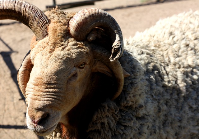 horned sheep at Flag Animal Farm in Salt Rock