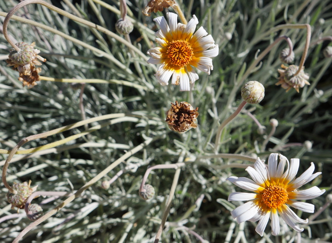 Flower in the Cederberg