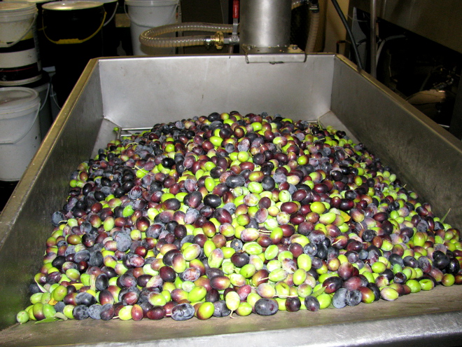 olives about to be pressed at Marbrin Farm