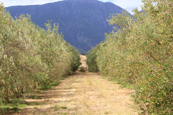 olive trees at Marbrin Farm