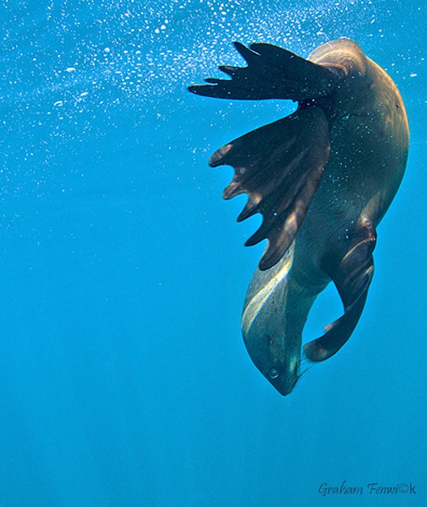 seal diving