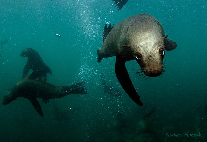 seal eyes
