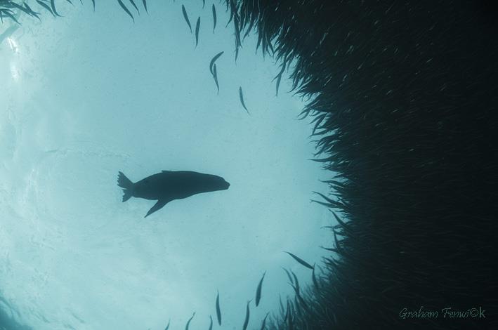 seal fish
