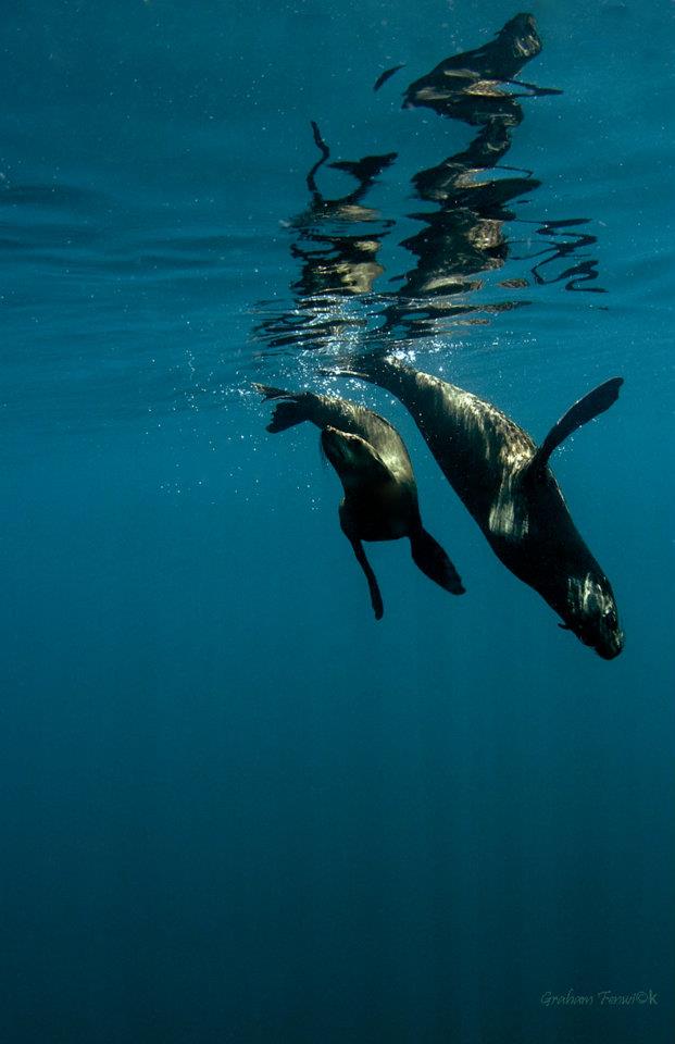seals