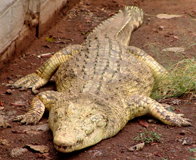 albino crocodile 