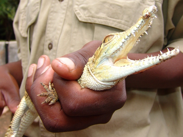 baby crocodile with its mouth wide open