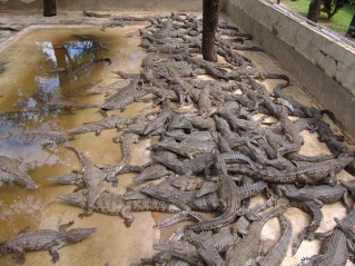 crocodile farm - water and crocs