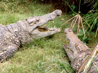 crocodiles with their jaws open