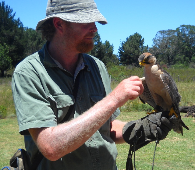 Raptor sitting on man's glove