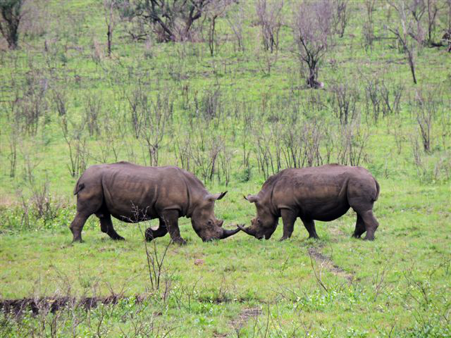 A pair of male white African rhinos.