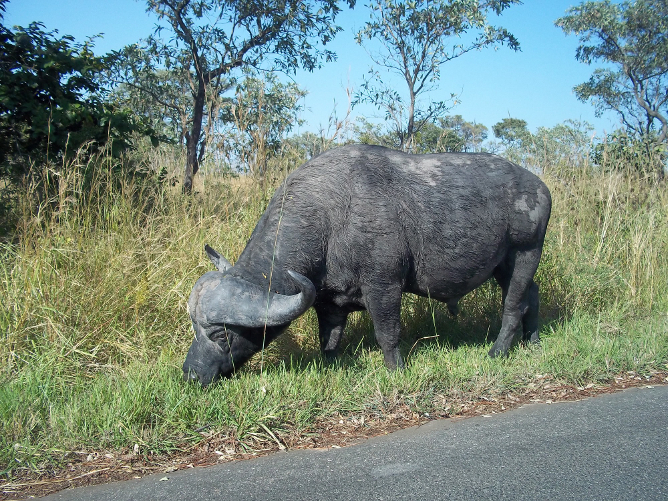 An African Buffalo in the Kruger Park.