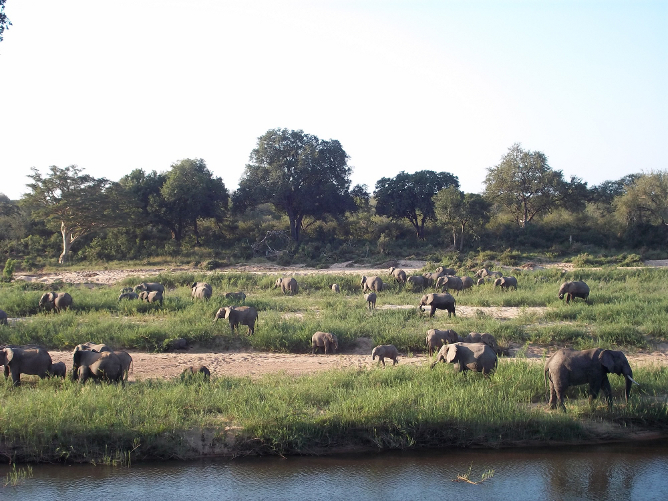 A herd of African elephants in the Kruger Park.