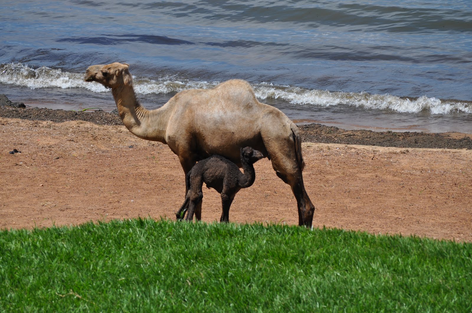 camel at Lake Victoria, Entebbe