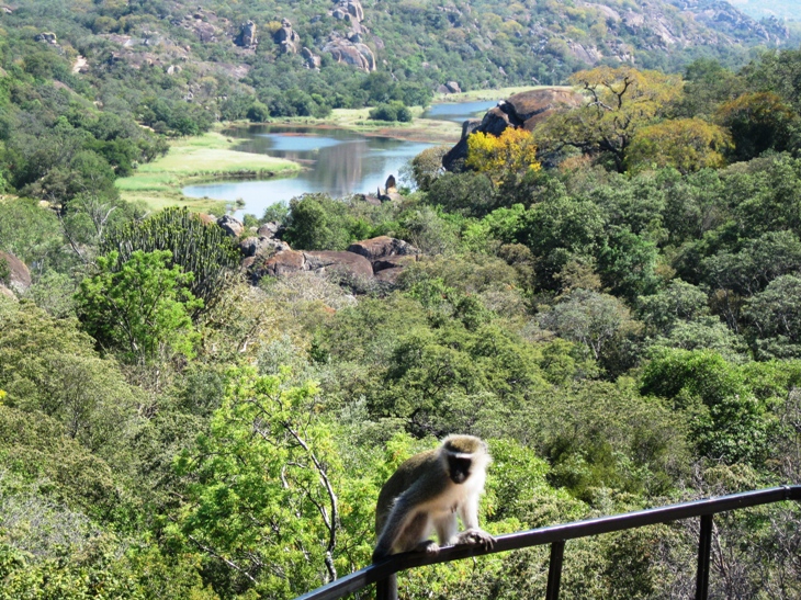 Vervet Monkey on a balcony in Motopos