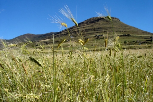 a hilltop in Lesotho