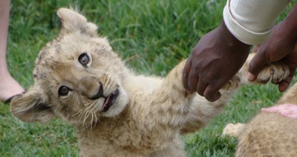 holding a lion cub's paws