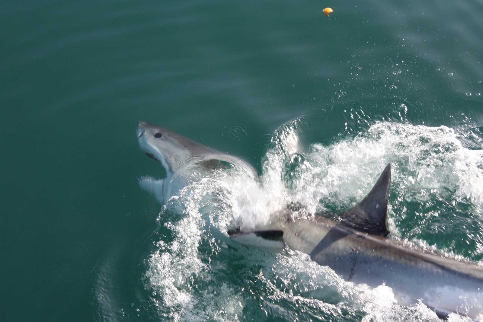 great white shark diving in Cape Town