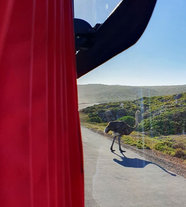 Ostrich crossing the road in Cape Point, viewed from the window of a red bus