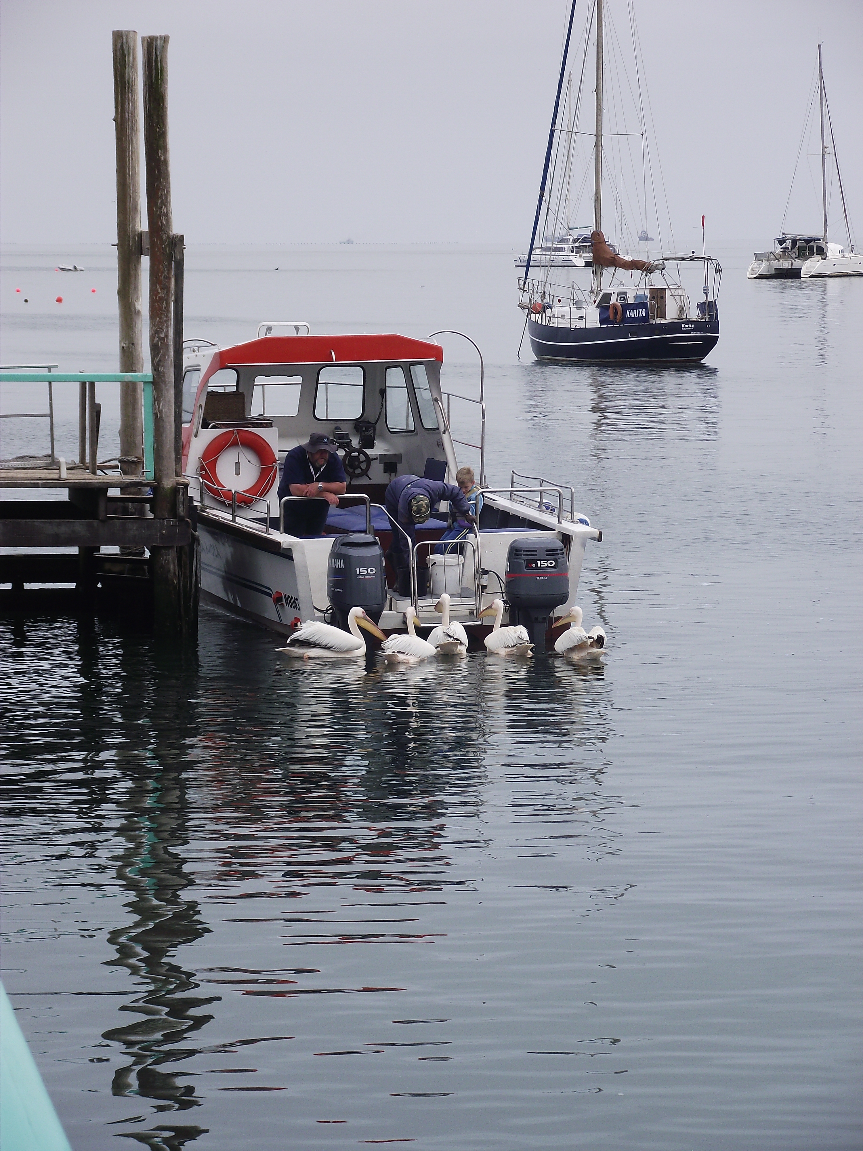 pelicans