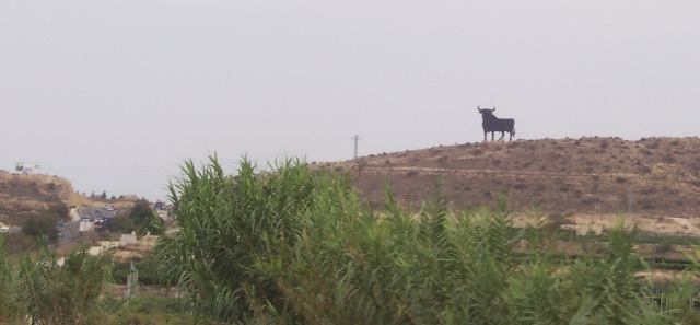 Spanish bull