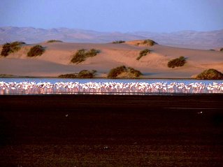Walvisbay flamingos