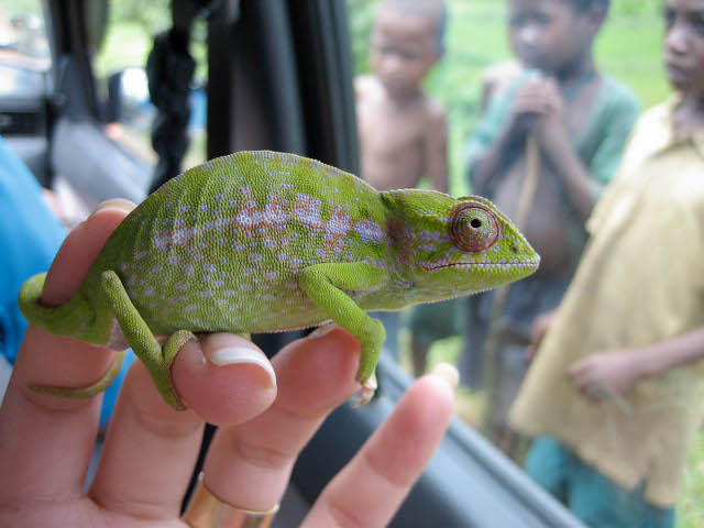 chameleon being rescued in Madagascar