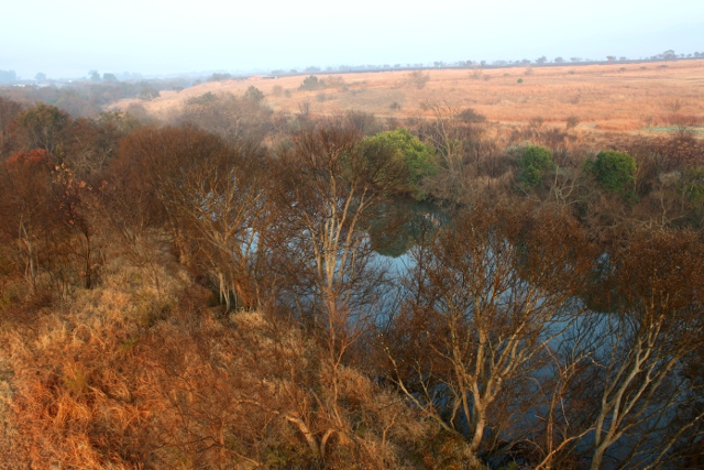 trees next to the Magalies River